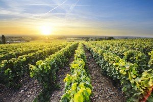 Vouvray Food And Wine Pairings French Culinary Tours With Tik